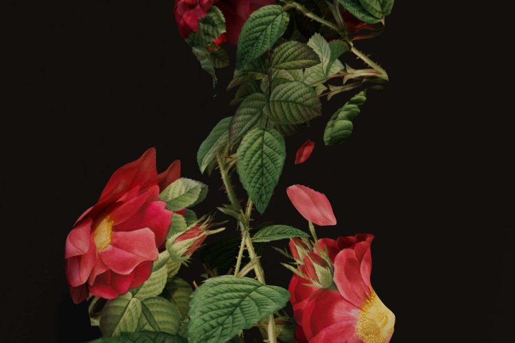 ProfileLeavesRedSimonLeeJan2022 Growth in Profile I (Simon Lee)