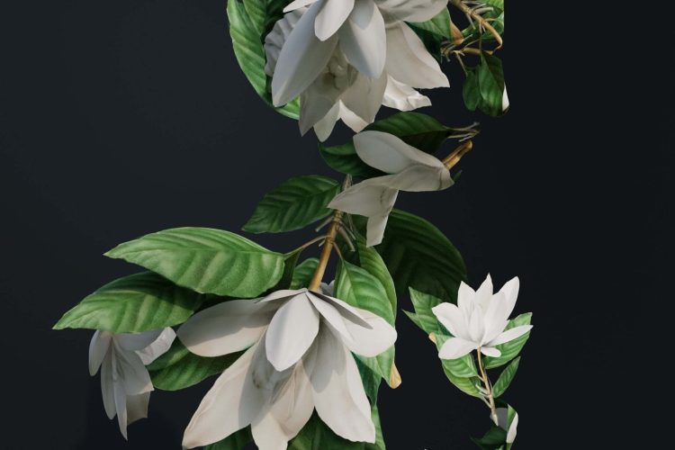 ProfileLeavesWhiteSimonLeeJan2022 Growth in Profile II (Simon Lee)